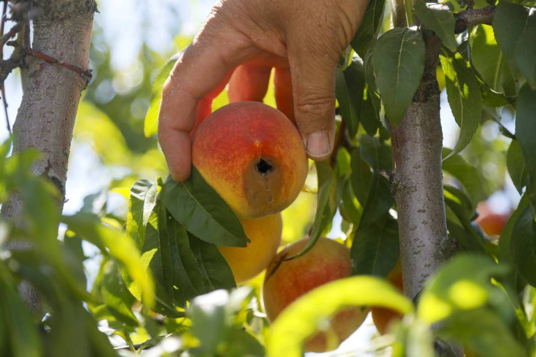 Meyve bahçesine giren üretici gözyaşlarını tutamadı! Tonlarca meyvenin çürüme nedeni şaşırttı 8